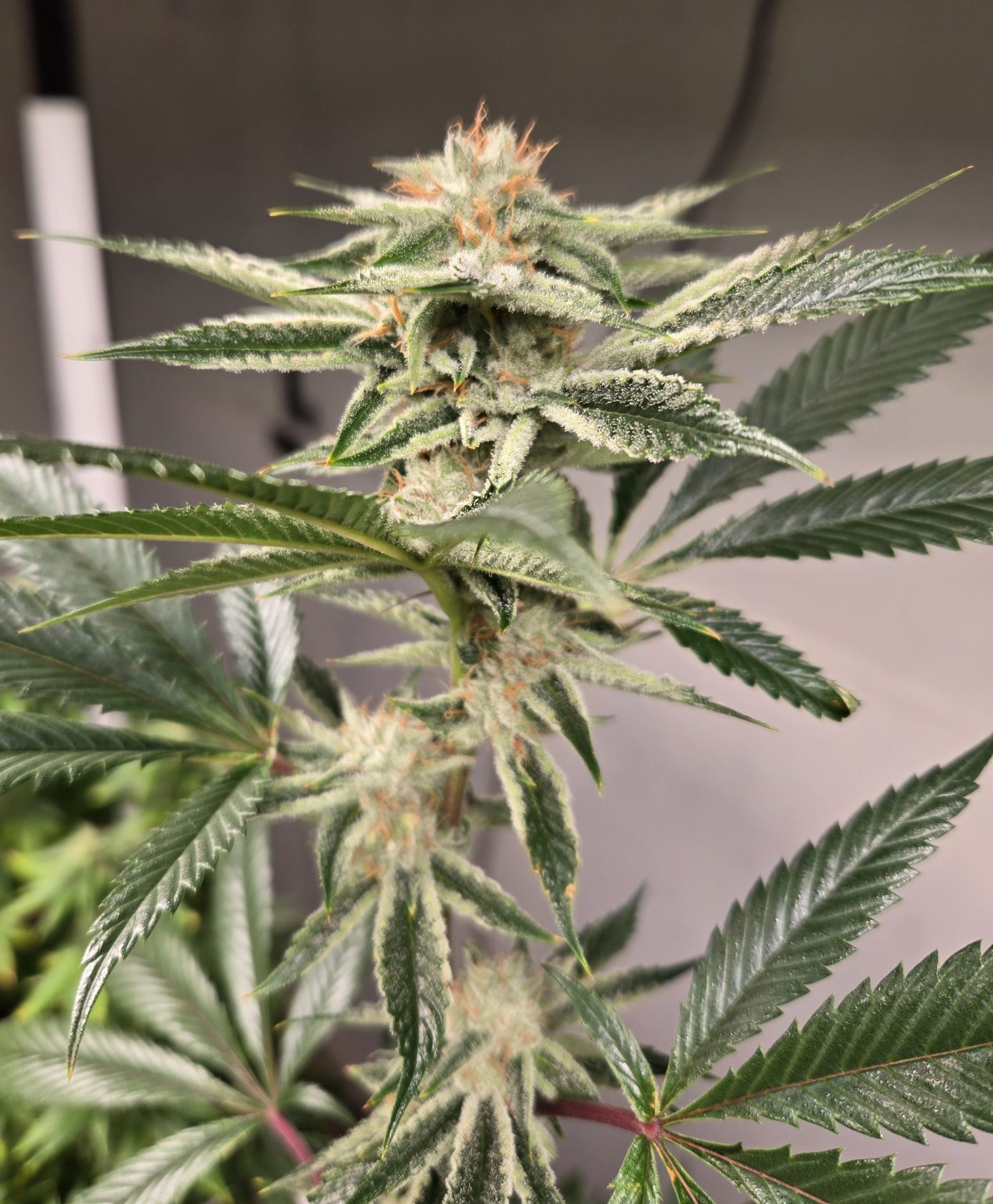 lazydaizygenetics.com